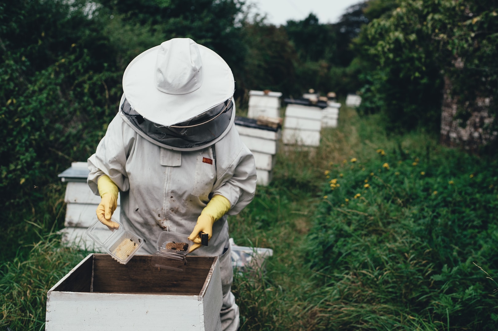 Backyard Beekeeper Mentoring Services